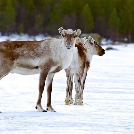 伊纳利鱼类领域度假屋